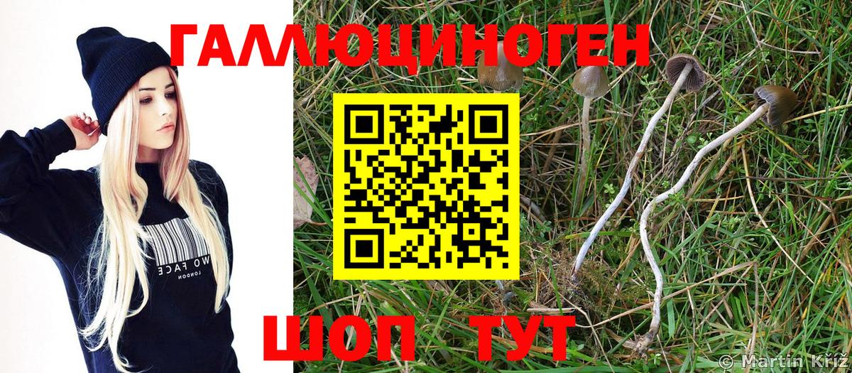 Домодедово  Галлюциногенные грибы GOLDEN TEACHER  Псилоцибиновые грибы Psilocybine cubensis  Вход с VPN 